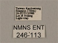 裂斑鷹翅天蛾藏品圖，第3張