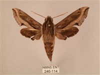 斜線天蛾藏品圖，第1張