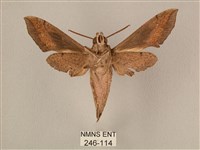 斜線天蛾藏品圖，第2張