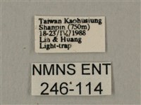 斜線天蛾藏品圖，第3張