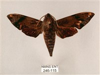 斜帶天蛾藏品圖，第1張