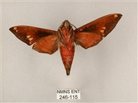 斜帶天蛾藏品圖，第2張