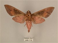 背中白天蛾藏品圖，第2張