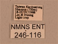 背中白天蛾藏品圖，第3張