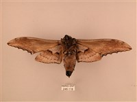 臺灣鋸翅天蛾藏品圖，第2張