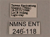 臺灣鋸翅天蛾藏品圖，第3張