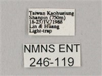 白點天蛾 藏品圖，第3張