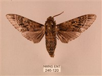 白星天蛾藏品圖，第1張