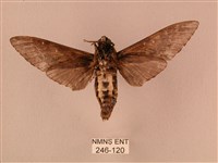 白星天蛾藏品圖，第2張