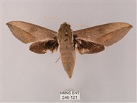 藏斜紋天蛾藏品圖，第1張