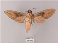 藏斜紋天蛾藏品圖，第2張