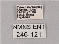 藏斜紋天蛾藏品圖，第3張