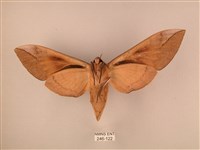 波紋豆天蛾藏品圖，第2張