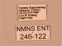 波紋豆天蛾藏品圖，第3張