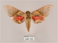 榆綠天蛾藏品圖，第1張