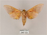 榆綠天蛾藏品圖，第2張