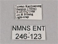 榆綠天蛾藏品圖，第3張