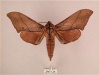 直翅六點天蛾藏品圖，第1張