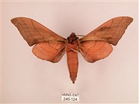 直翅六點天蛾藏品圖，第2張