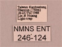 直翅六點天蛾藏品圖，第3張