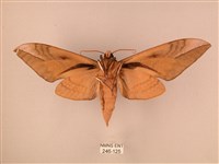 波紋豆天蛾藏品圖，第2張