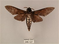 白星天蛾藏品圖，第2張