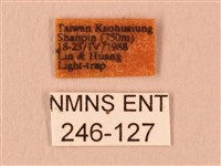 白星天蛾藏品圖，第3張