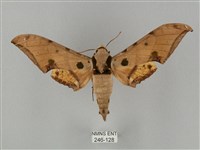 裂斑鷹翅天蛾藏品圖，第1張