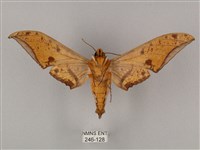 裂斑鷹翅天蛾藏品圖，第2張