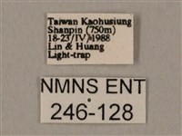 裂斑鷹翅天蛾藏品圖，第3張