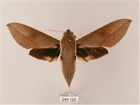 藏斜紋天蛾藏品圖，第1張