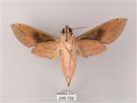 藏斜紋天蛾藏品圖，第2張