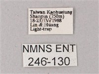 間斷斜紋天蛾藏品圖，第3張