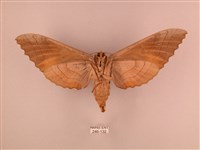 栗六點天蛾藏品圖，第2張