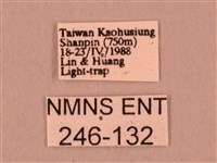 栗六點天蛾藏品圖，第3張