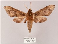 雙斑白肩天蛾藏品圖，第1張