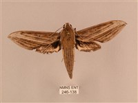 背線天蛾藏品圖，第1張