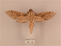 背線天蛾藏品圖，第2張