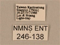 背線天蛾藏品圖，第3張