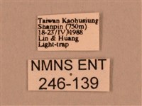 背線天蛾藏品圖，第3張