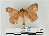 馬尾松枯葉蛾藏品圖，第1張