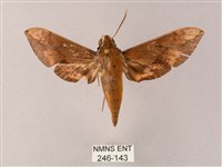 臺灣白肩天蛾藏品圖，第1張