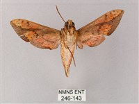 臺灣白肩天蛾藏品圖，第2張