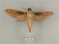 棕綠背線天蛾藏品圖，第2張