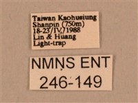 棕綠背線天蛾藏品圖，第3張