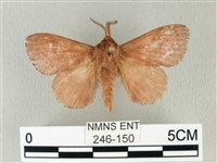 馬尾松枯葉蛾藏品圖，第1張