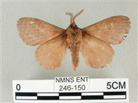 馬尾松枯葉蛾藏品圖，第2張