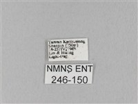 馬尾松枯葉蛾藏品圖，第3張