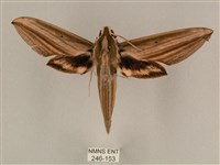 棕綠背線天蛾藏品圖，第1張