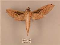 棕綠背線天蛾藏品圖，第2張